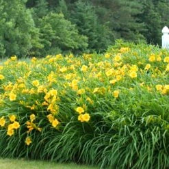 'Stella D'Oro' Daylily -Flower Shop hemerocallis stella doro daylily 3