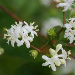 Temple Of Bloom® Seven Son Flower -Flower Shop heptacodium temple of bloom seven son flower 3