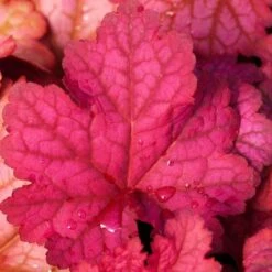 'Berry Smoothie' Coral Bells -Flower Shop heuchera berry smoothie coral bells 3 786b0487 b5ec 4562 8813 9d5b97ed6c12 sw