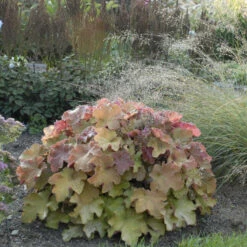 'Caramel' Coral Bells -Flower Shop heuchera coralbells caramel 2