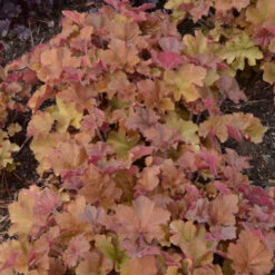 'Caramel' Coral Bells -Flower Shop heuchera coralbells caramel