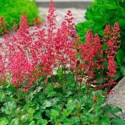 'Paris' Coral Bells -Flower Shop heuchera paris coral bells 4