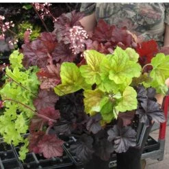 'Paris' Coral Bells -Flower Shop heuchera paris coral bells 5