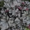 Primo® 'Black Pearl' Coral Bells