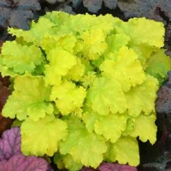 'Twist Of Lime' Coral Bells -Flower Shop heuchera twist of lime 3