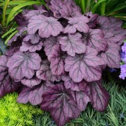 Primo® 'Wild Rose' Coral Bells -Flower Shop heuchera wild rose 5