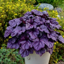 Mother's Day Collection -Flower Shop heuchera wildberry 1