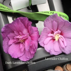 Dark Lavender Chiffon® Rose Of Sharon -Flower Shop hibiscus dark lavender chiffon 1