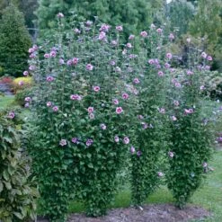 Purple Pillar® Rose Of Sharon