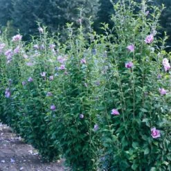 Purple Pillar® Rose Of Sharon -Flower Shop hibiscus purple pillar 3