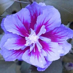 Purple Pillar® Rose Of Sharon -Flower Shop hibiscus purple pillar 4