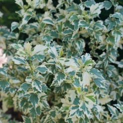 Sugar Tip® Rose Of Sharon -Flower Shop hibiscus sugar tip 4