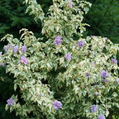 Sugar Tip® Gold Rose Of Sharon -Flower Shop hibiscus sugar tip gold 3