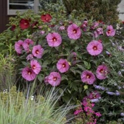 Summerific® 'Berry Awesome' Perennial Hibiscus -Flower Shop hibiscus summerific berry awesome 2 sw