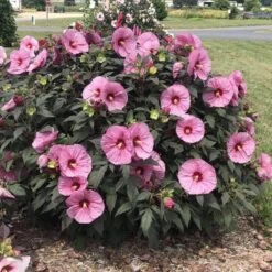 Summerific® 'Berry Awesome' Perennial Hibiscus -Flower Shop hibiscus summerific berry awesome 4 sw