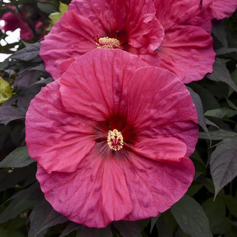 Summerific® 'Evening Rose' Perennial Hibiscus 1 Summerific® 'Evening Rose' Perennial Hibiscus