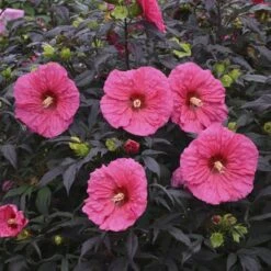 Summerific® 'Evening Rose' Perennial Hibiscus 8 Summerific® 'Evening Rose' Perennial Hibiscus -Flower Shop hibiscus summerific evening rose 4 sw
