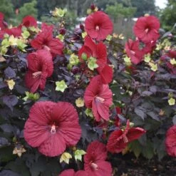 Summerific® 'Holy Grail' Perennial Hibiscus -Flower Shop hibiscus summerific holy grail 2 sw