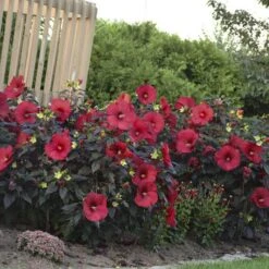 Summerific® 'Holy Grail' Perennial Hibiscus -Flower Shop hibiscus summerific holy grail 4 sw