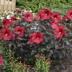 Summerific® 'Holy Grail' Perennial Hibiscus -Flower Shop hibiscus summerific holy grail 5 sw