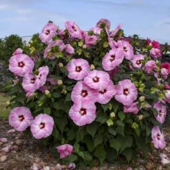 Summerific® 'Spinderella' Perennial Hibiscus -Flower Shop hibiscus summerific spinderella 1 sw