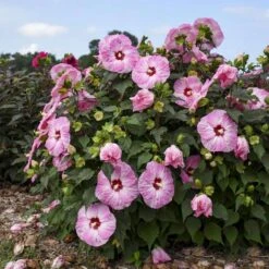 Summerific® 'Spinderella' Perennial Hibiscus -Flower Shop hibiscus summerific spinderella 2 sw