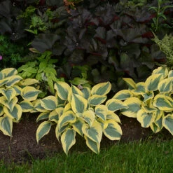 Shadowland® 'Autumn Frost' Hosta -Flower Shop hosta autumn frost 3