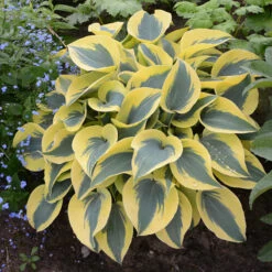 Shadowland® 'Autumn Frost' Hosta -Flower Shop hosta autumn frost 4