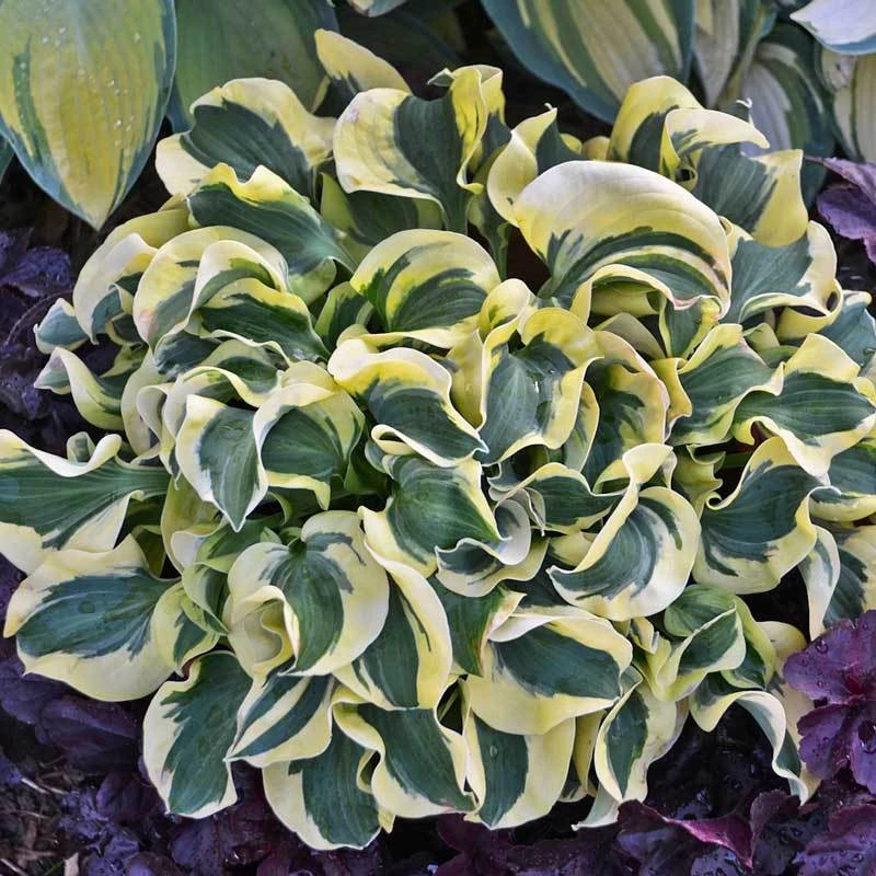 'Mini Skirt' Hosta 2 'Mini Skirt' Hosta - Image 2