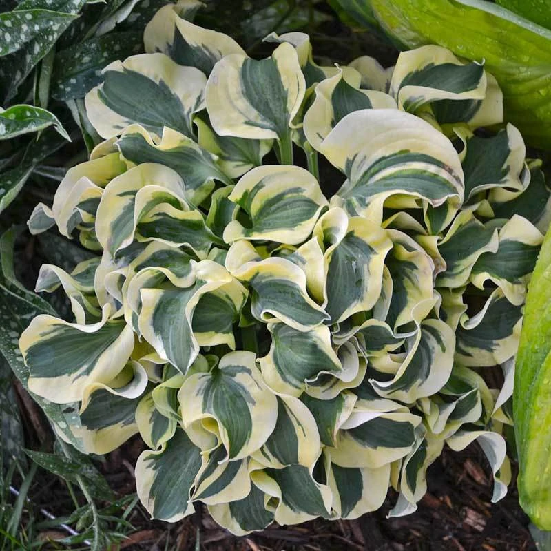 'Mini Skirt' Hosta 4 'Mini Skirt' Hosta - Image 4
