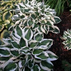 'Patriot' Hosta 11 'Patriot' Hosta -Flower Shop hosta patriot 6