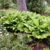 'Royal Standard' Hosta