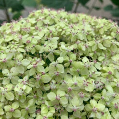 Lime Rickey® Smooth Hydrangea -Flower Shop hydrangea arborescens lime rickey 1