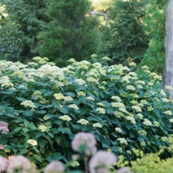 Lime Rickey® Smooth Hydrangea -Flower Shop hydrangea arborescens lime rickey 4