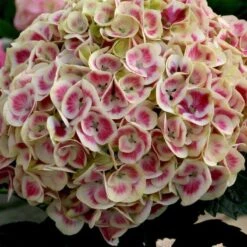 Cityline® Mars Bigleaf Hydrangea -Flower Shop hydrangea cityline mars 3 sw