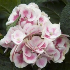 Cityline® Mars Bigleaf Hydrangea -Flower Shop hydrangea cityline mars 4 sw