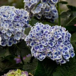 Cityline® Mars Bigleaf Hydrangea -Flower Shop hydrangea cityline mars 5 sw