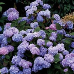 Endless Summer® Bigleaf Hydrangea -Flower Shop hydrangea endless summer 25 sw