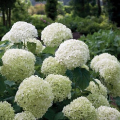 Incrediball® Smooth Hydrangea -Flower Shop hydrangea incrediball 1