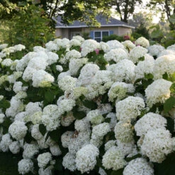 Incrediball® Smooth Hydrangea -Flower Shop hydrangea incrediball 7