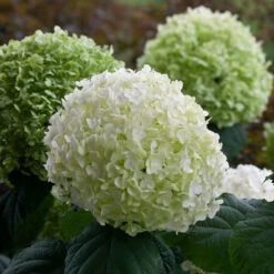Incrediball® Smooth Hydrangea -Flower Shop hydrangea incrediball 8