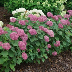 Invincibelle Mini Mauvette® Smooth Hydrangea 7 Invincibelle Mini Mauvette® Smooth Hydrangea -Flower Shop hydrangea invincibelle mini mauvette 4
