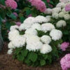 Invincibelle Wee White® Smooth Hydrangea