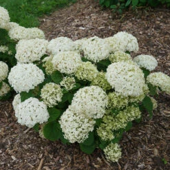 Invincibelle Wee White® Smooth Hydrangea -Flower Shop hydrangea invincibelle wee white 2