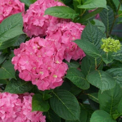 Let's Dance ¡Arriba!™ Bigleaf Hydrangea 7 Let's Dance ¡Arriba!™ Bigleaf Hydrangea -Flower Shop hydrangea lets dance arriba 4