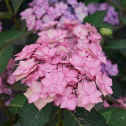 Let's Dance Can Do!® Bigleaf Hydrangea -Flower Shop hydrangea lets dance can do 3