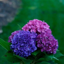 Let's Dance® Rave® Bigleaf Hydrangea -Flower Shop hydrangea lets dance rave 4