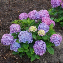 Let's Dance® Rave® Bigleaf Hydrangea -Flower Shop hydrangea lets dance rave 6