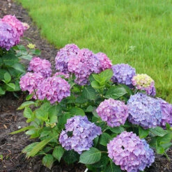 Let's Dance® Rave® Bigleaf Hydrangea -Flower Shop hydrangea lets dance rave 7