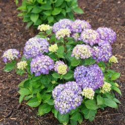 Let's Dance® Rave® Bigleaf Hydrangea -Flower Shop hydrangea lets dance rave 8